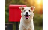 Chien devant une boîte aux lettres